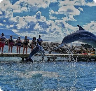 Swim with Dolphins Ocean Safari Adventure